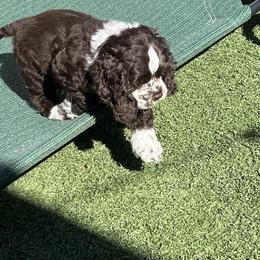 Issac - Brown and white male Cocker Spaniel puppy in San Jose, California from Kathleen's Cocker Spaniels