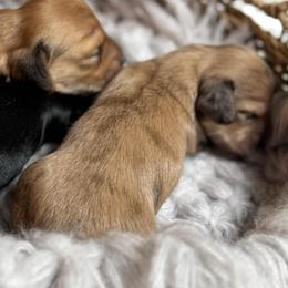 Roxy - Dapple female Dachshund puppy in Fayetteville, West Virginia from Loop Creek Dachshunds