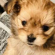 Elka - Red Mi-Ki puppy in Florence, Colorado from Schatzi Mi-Kis