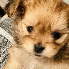 Elka - Red Mi-Ki puppy in Florence, Colorado from Schatzi Mi-Kis