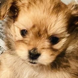 Elka - Red Mi-Ki puppy in Florence, Colorado from Schatzi Mi-Kis