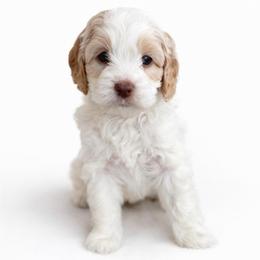 Viola - Caramel female Australian Labradoodle puppy in Londonderry, New Hampshire from Granite State Labradoodles