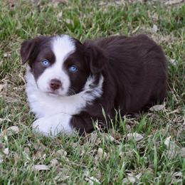 Gravy - Red & white male Miniature Australian Shepherd puppy in Evant, Texas from Lazy VT Bar Ranch