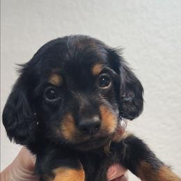 Rocky - Black and tan male Dachshund puppy in Goodman, Missouri from Jessica's Dashing Dachsunds and Chihuahuas