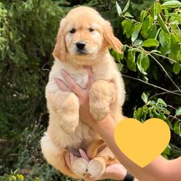 Clara (Yellow) - Golden female Golden Retriever puppy in Cadillac, Michigan from K & M Golden Retrievers