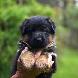 Elinor - Black and red female German Shepherd puppy in Hagerstown, Pennsylvania from Euro Deja