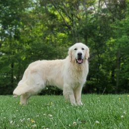 Golden Retriever puppies from Springhouse Farms