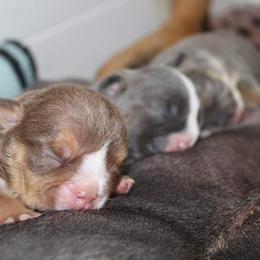 Boxer, Bulldog, and French Bulldog Puppies from Hillview Kennels