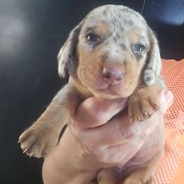 Agate - Dapple female Dachshund puppy in Bigfork, Minnesota from Long Ears and Long Dogs Ranch