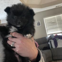 Black and white male - Black parti male Pomeranian puppy in Adairsville, Georgia from BE North GA Pomeranians