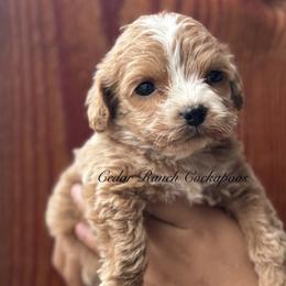 Girl 2 - female Cockapoo puppy in Waco, Texas from Cedar Ranch