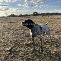 Rocky - German Shorthaired Pointer