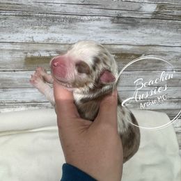 Red merle 3 - Red merle male Australian Shepherd puppy in Archie, Missouri from Beachin' Aussies