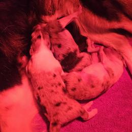 Boy 1 - Blue merle and white male Collie puppy in Tennessee from Voneida Collies & Corgis