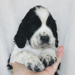 Abilene - Black and white female English Springer Spaniel puppy in Casa Grande, Arizona from The Spaniel Garden