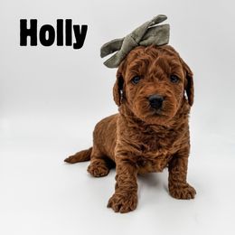 Holly - Red  female Goldendoodle puppy in Eagle Mountian, Utah from The Puppy Family