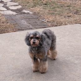 Hadley - Poodle