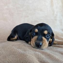 Tilly - Black and tan female Dachshund puppy in Signal Mountain, Tennessee from Hot Diggity Doxens
