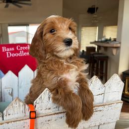 Tony Lama - Apricot male Goldendoodle puppy in Chino Valley, Arizona from Bass Creek Doodles
