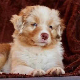 Australian Shepherd Puppies from AW Standard Aussies