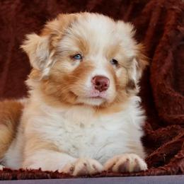 Australian Shepherd Puppies from AW Standard Aussies