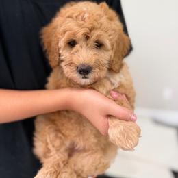 Sandy - Red female Bernedoodle puppy in Loxahatchee, Florida from SR. Doodle pupps