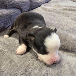 Josephine - Black tri female Miniature American Shepherd puppy in Leonard, Texas from Tin Roof Aussies