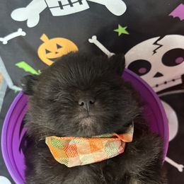 Pomeranian Puppies from Perez Pomeranians