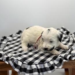 Girl 1 - Parti female Goldendoodle puppy in Maryville, Missouri from Rolling Acres Doodles and Poodles