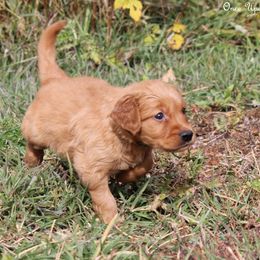 Polly's Green Boy - Dark golden male Golden Retriever puppy in Idaho Falls, Idaho from Once Upon A Dream Kennels