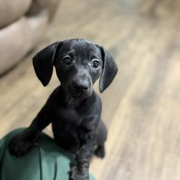 Dachshund Puppies from Johnson’s Weiner Farm