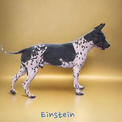 Einstein - American Hairless Terrier