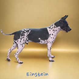 Einstein - American Hairless Terrier