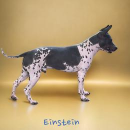 Einstein - American Hairless Terrier