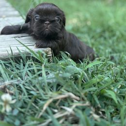 Shih Tzu puppies from Peekaboo Farms