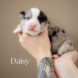 DAISY - Blue merle female Miniature American Shepherd puppy in Puyallup, Washington from FERGI’S GEMINI MAS