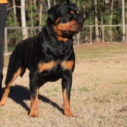 Ahri - Rottweiler