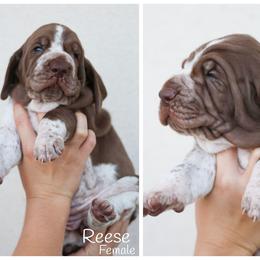 Reese - White and chestnut female Bracco Italiano puppy in New Mexico from HighBrassGunDogs