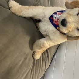 Goldendoodle Puppies from Jeanbeans Doodles