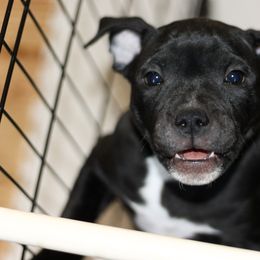 Staffordshire Bull Terrier Puppies from Ol'Wood Stafford's