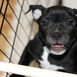 Staffordshire Bull Terrier Puppies from Ol'Wood Stafford's