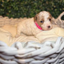 Collin's - Parti female Goldendoodle puppy in Cocoa, Florida from The Beach Doodles