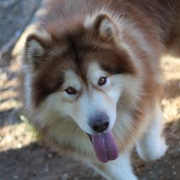 Keanu - Alaskan Malamute