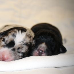 Australian Shepherd Puppies from Tru Blu Aussies