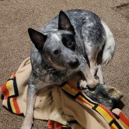 Speedop - Australian Cattle Dog