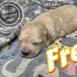 Fred - Cream male Cockapoo puppy in Anniston, Alabama from Mason Farmhouse Poodles, Doodles & Poos (Breeding & Stud Services)