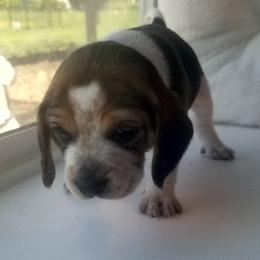 Princess - Black tan and white female Beagle puppy in Peculiar, Missouri from At home