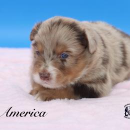 America - Red merle female Miniature Australian Shepherd puppy in Weeki Wachee, Florida from Arlington's Mini Aussies