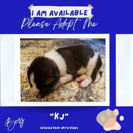 Akita Puppies from Georgia Bred Akita Bears