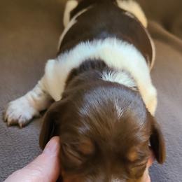 Choc-White Piebald - Piebald male Dachshund puppy in Washington C.H., Ohio from Long Duk Dachshunds